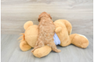 Small Cavapoo Baby