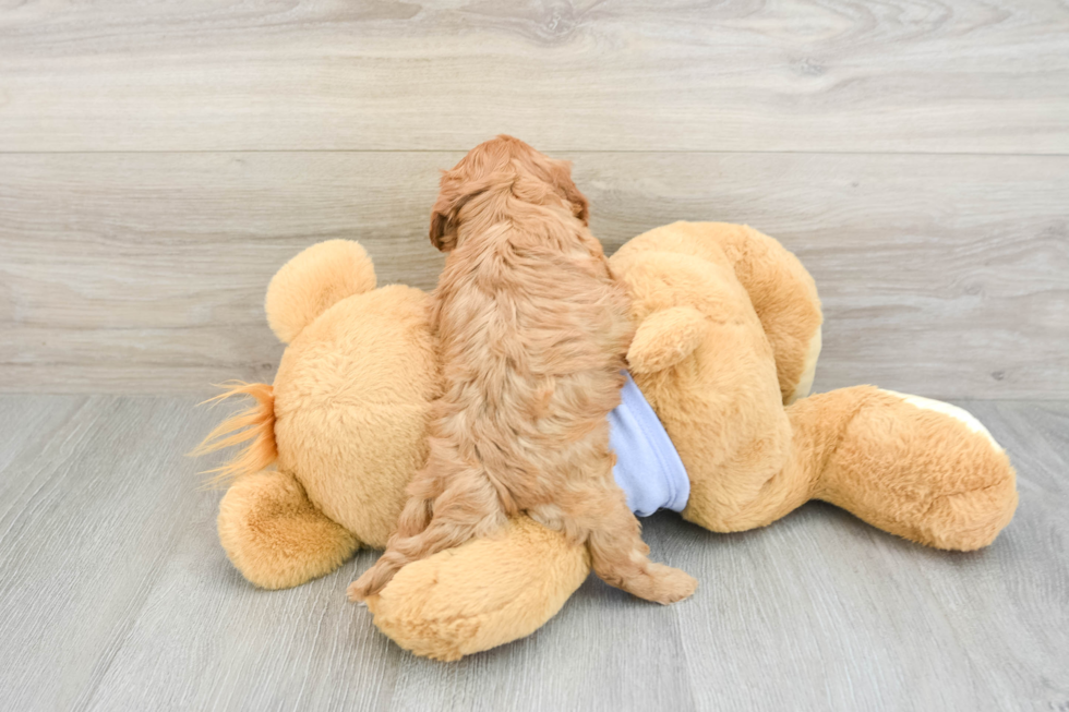 Small Cavapoo Baby