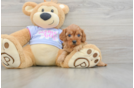 Cavapoo Puppy for Adoption