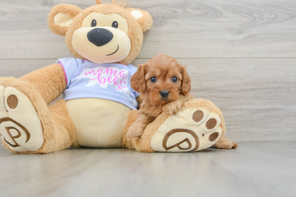 Cavapoo Puppy for Adoption