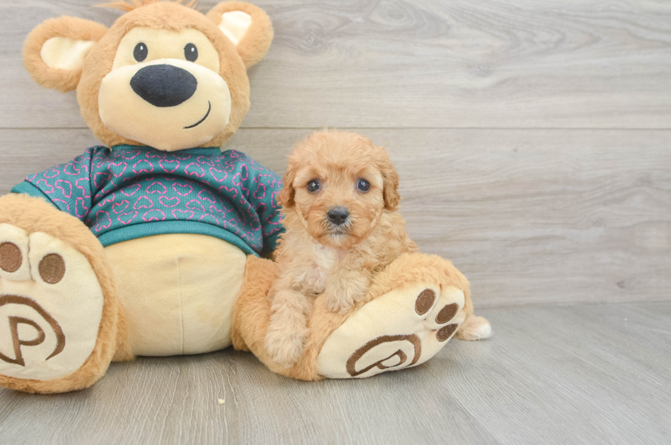 6 week old Cavapoo Puppy For Sale - Simply Southern Pups