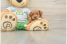 Funny Cavapoo Poodle Mix Pup
