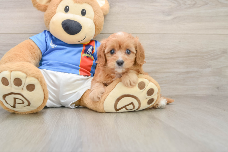 Cavapoo Puppy for Adoption