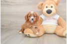 Cute Cavapoo Baby