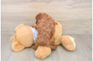 Smart Cavapoo Poodle Mix Pup