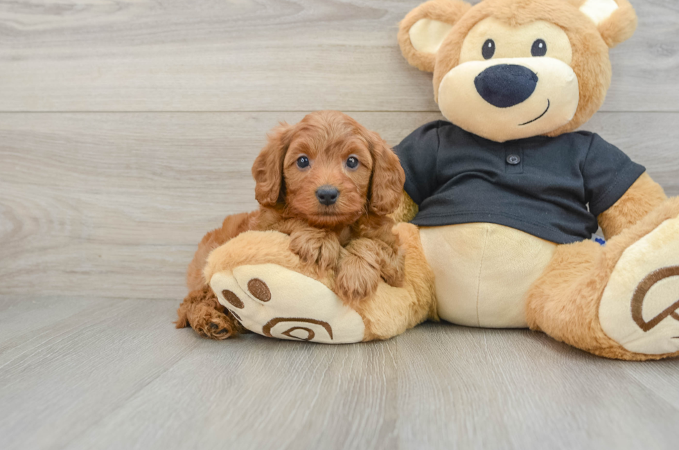 6 week old Cavapoo Puppy For Sale - Simply Southern Pups