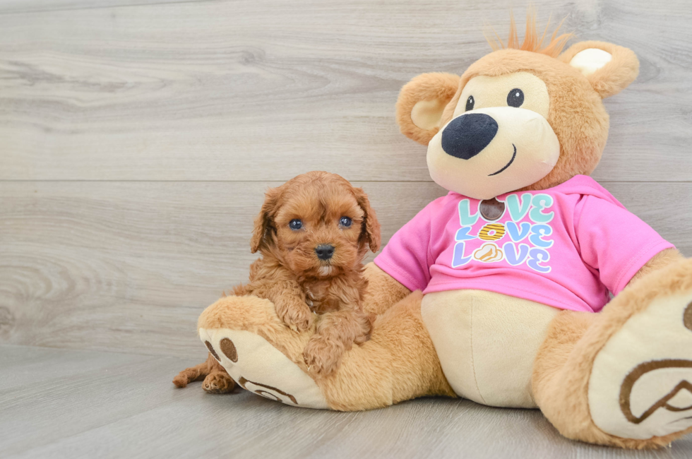 7 week old Cavapoo Puppy For Sale - Simply Southern Pups