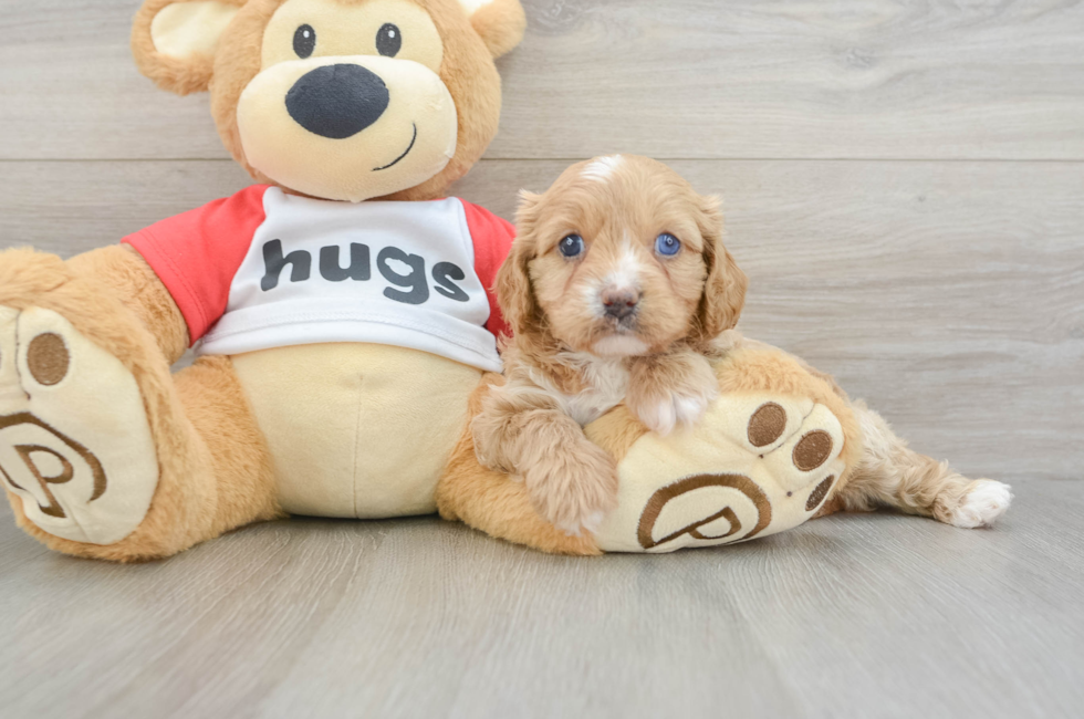 8 week old Cavapoo Puppy For Sale - Simply Southern Pups