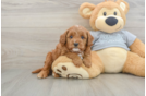 Energetic Cavoodle Poodle Mix Puppy