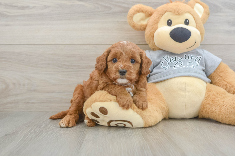 Energetic Cavoodle Poodle Mix Puppy