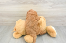 Fluffy Cavapoo Poodle Mix Pup