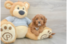 Best Cavapoo Baby