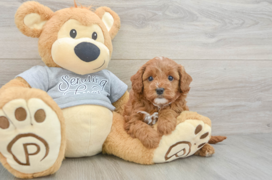 Best Cavapoo Baby