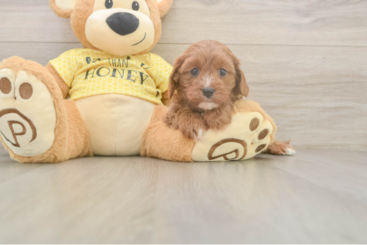 Cavapoo Puppy for Adoption