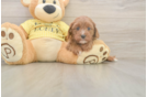 Cavapoo Puppy for Adoption