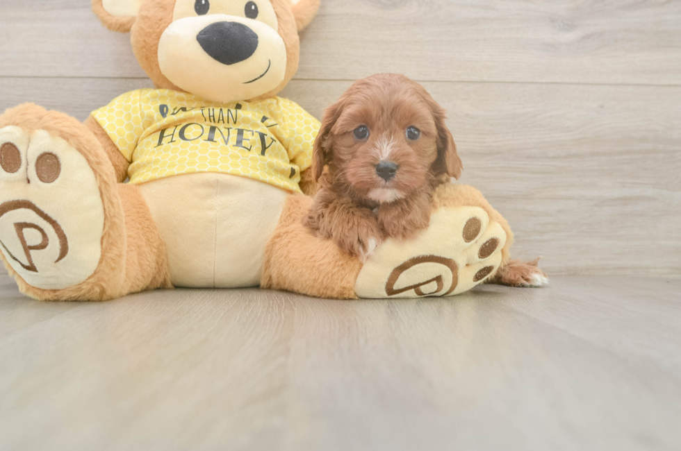 5 week old Cavapoo Puppy For Sale - Simply Southern Pups