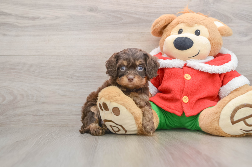 5 week old Cavapoo Puppy For Sale - Simply Southern Pups