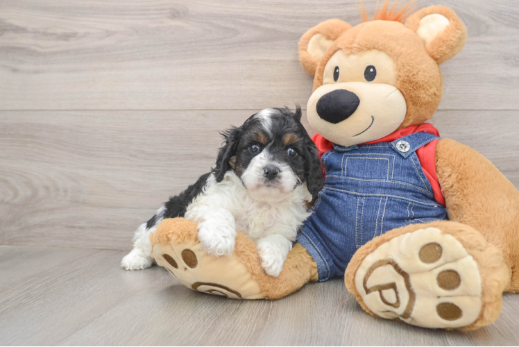 Cavapoo Puppy for Adoption