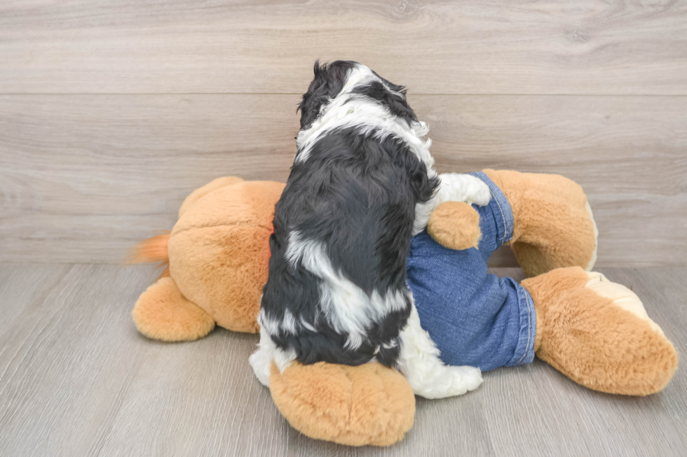Petite Cavapoo Poodle Mix Pup