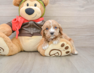 8 week old Cavapoo Puppy For Sale - Simply Southern Pups
