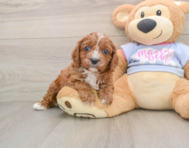 5 week old Cavapoo Puppy For Sale - Simply Southern Pups