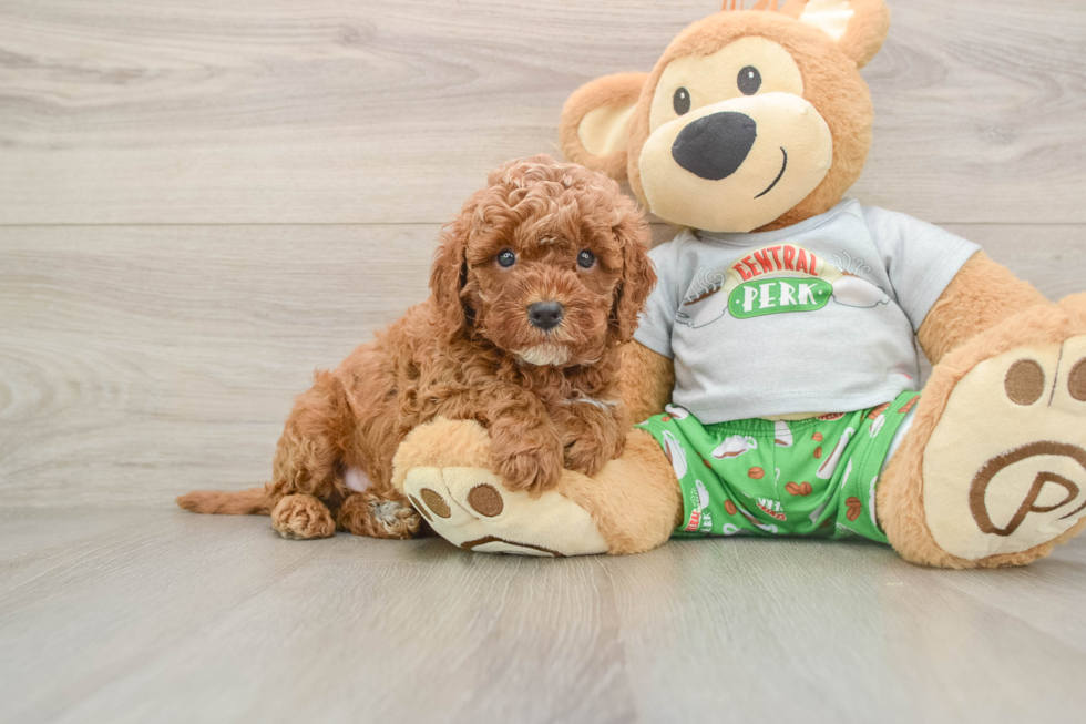 Cavapoo Pup Being Cute