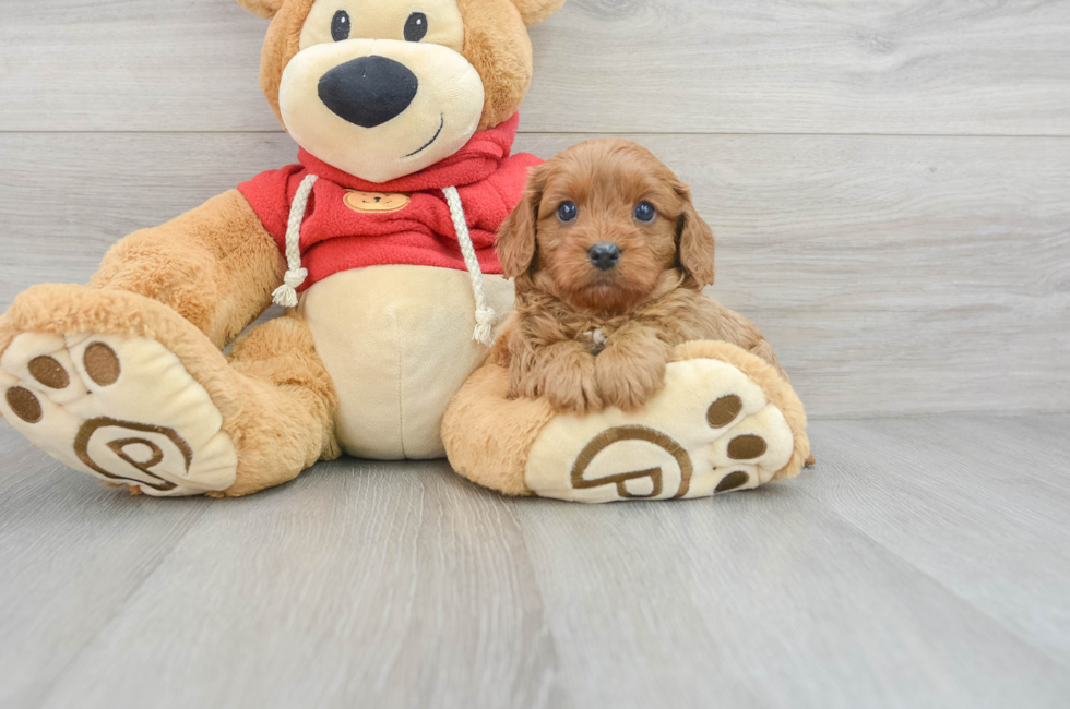 8 week old Cavapoo Puppy For Sale - Simply Southern Pups