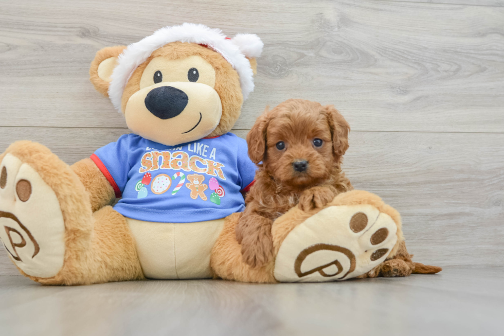 Cavapoo Pup Being Cute