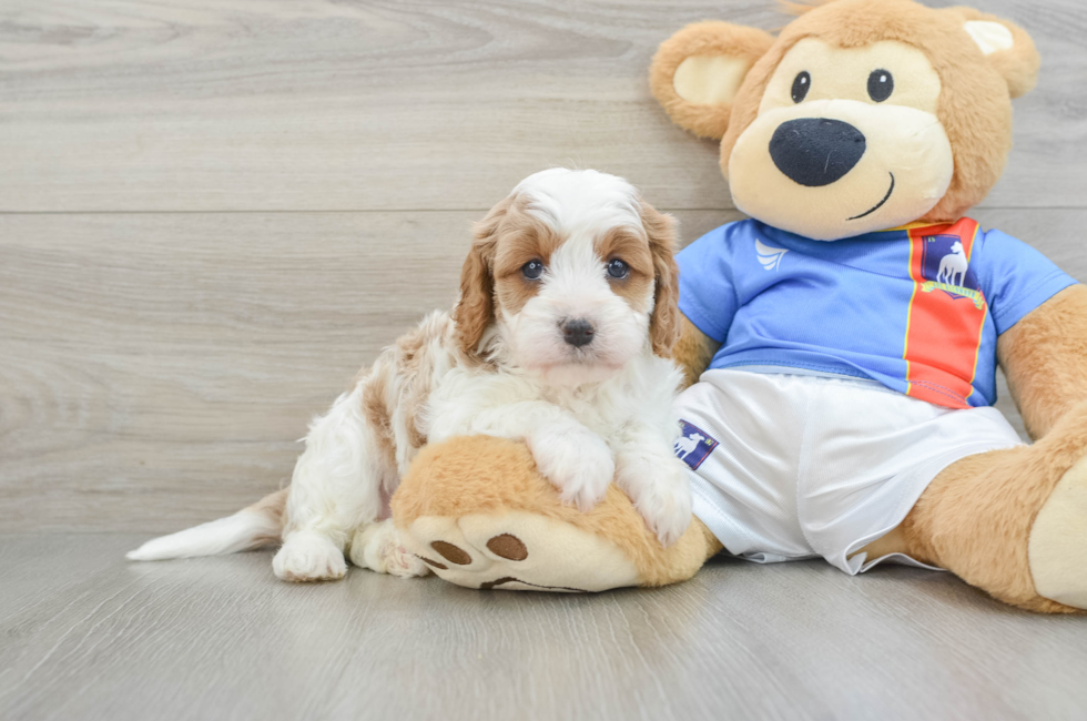 5 week old Cavapoo Puppy For Sale - Simply Southern Pups