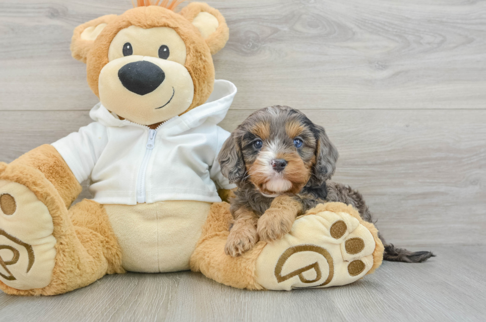 6 week old Cavapoo Puppy For Sale - Simply Southern Pups