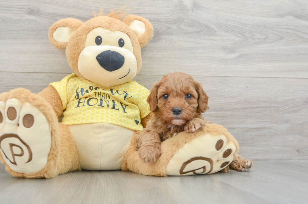 5 week old Cavapoo Puppy For Sale - Simply Southern Pups