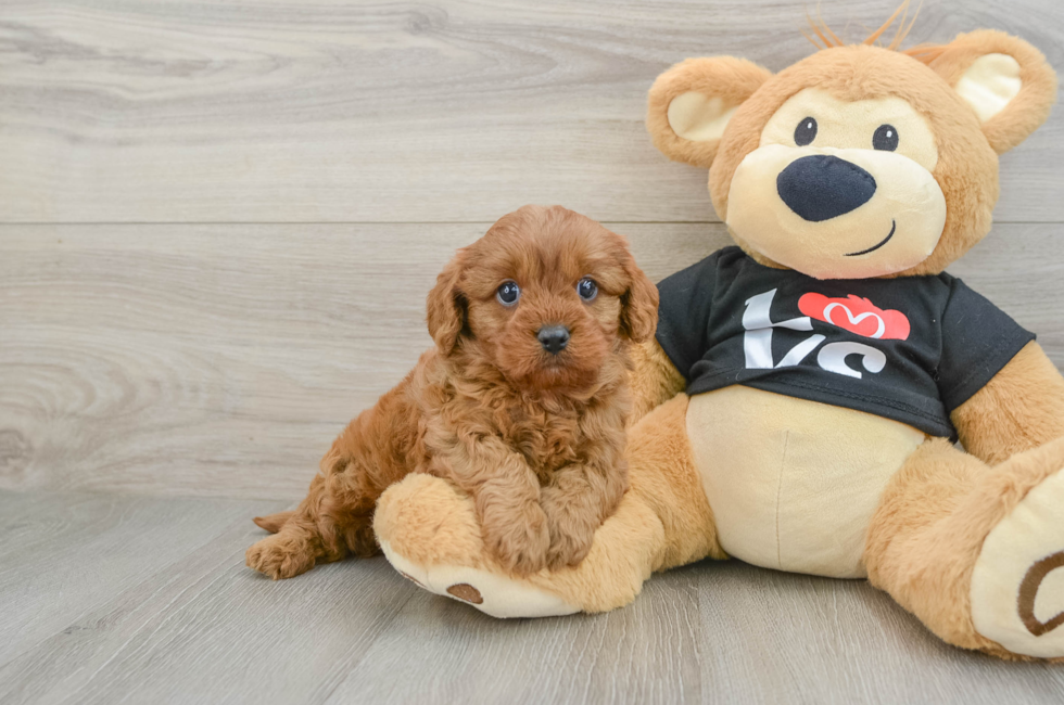 5 week old Cavapoo Puppy For Sale - Simply Southern Pups