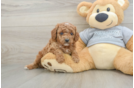 Playful Cavapoodle Poodle Mix Puppy