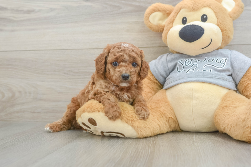 Playful Cavapoodle Poodle Mix Puppy