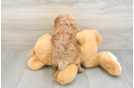 Hypoallergenic Cavadoodle Poodle Mix Puppy