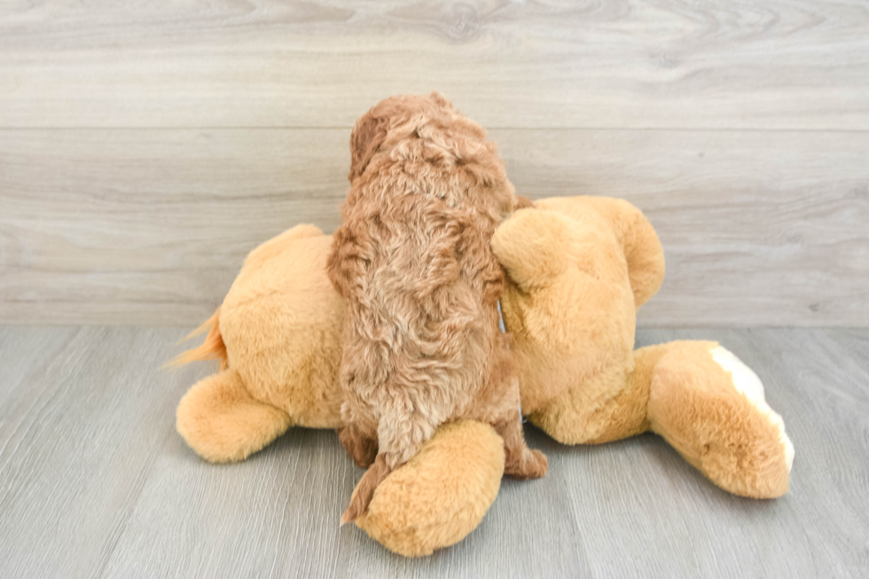 Hypoallergenic Cavadoodle Poodle Mix Puppy