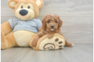 Cavapoo Puppy for Adoption
