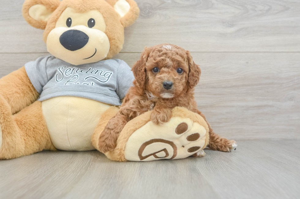 5 week old Cavapoo Puppy For Sale - Simply Southern Pups