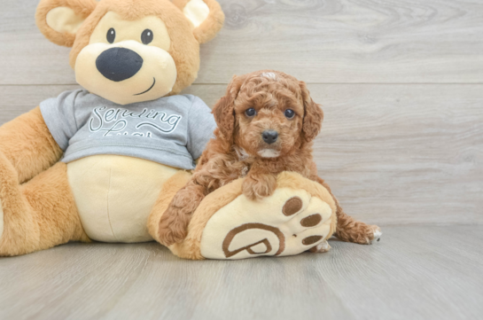 Cavapoo Puppy for Adoption