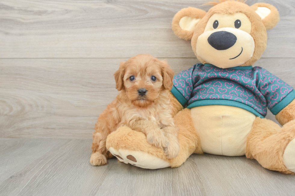 6 week old Cavapoo Puppy For Sale - Simply Southern Pups