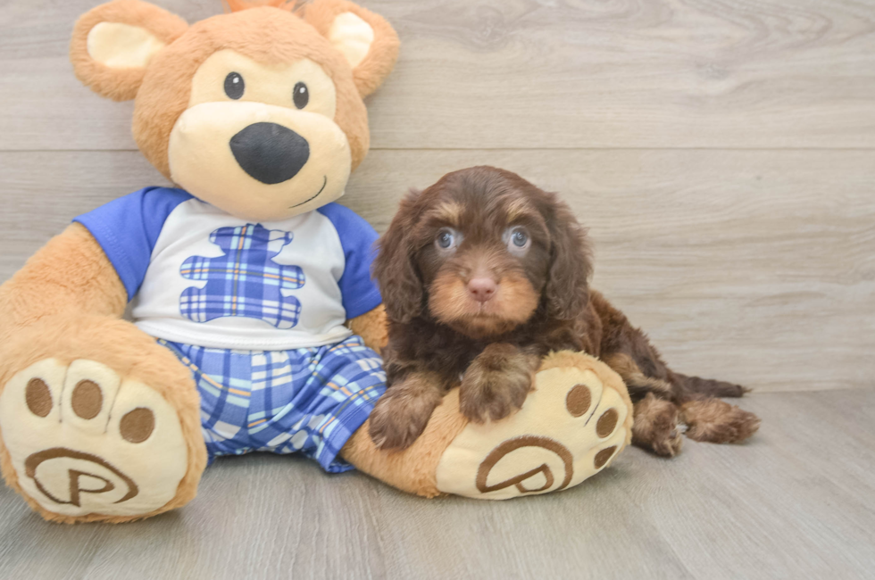 7 week old Cavapoo Puppy For Sale - Simply Southern Pups