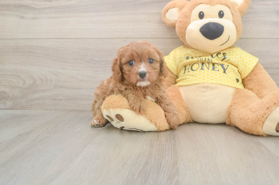 5 week old Cavapoo Puppy For Sale - Simply Southern Pups
