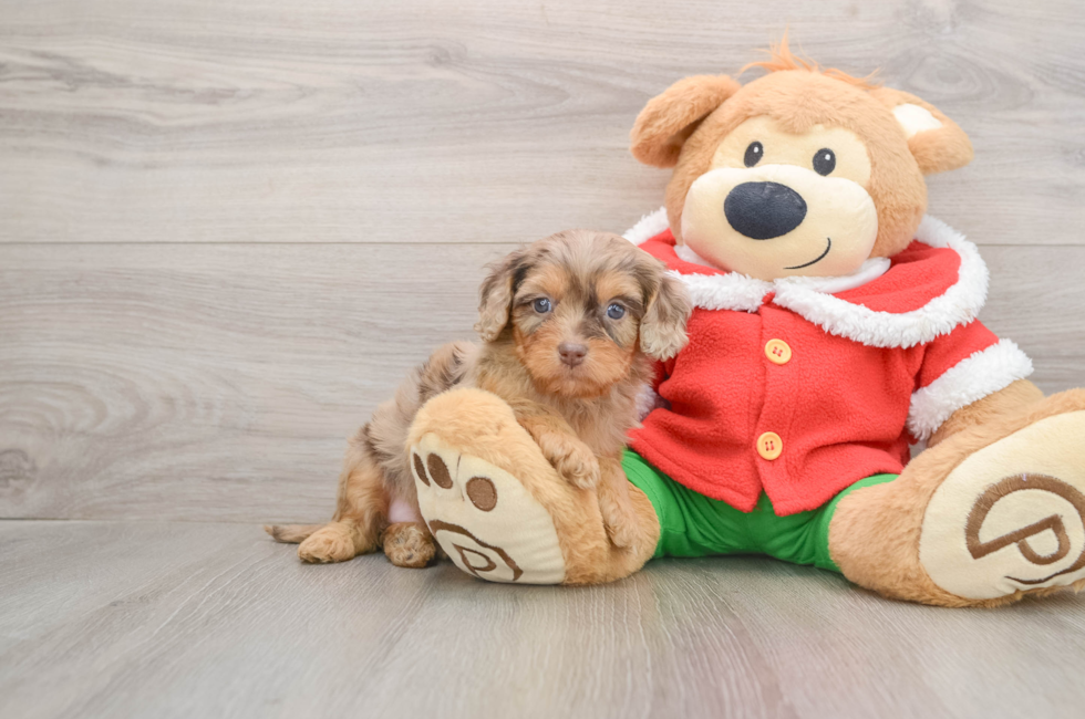 5 week old Cavapoo Puppy For Sale - Simply Southern Pups