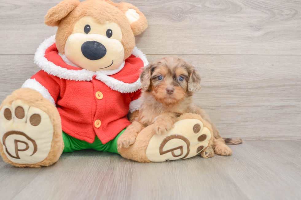 Energetic Cavoodle Poodle Mix Puppy