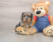 8 week old Cavapoo Puppy For Sale - Simply Southern Pups