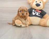 7 week old Cavapoo Puppy For Sale - Simply Southern Pups