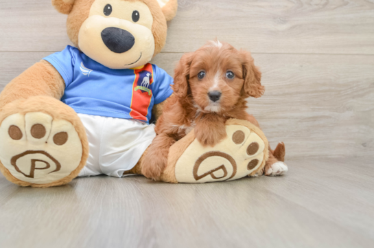 Cavapoo Puppy for Adoption
