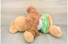 Best Cavapoo Baby