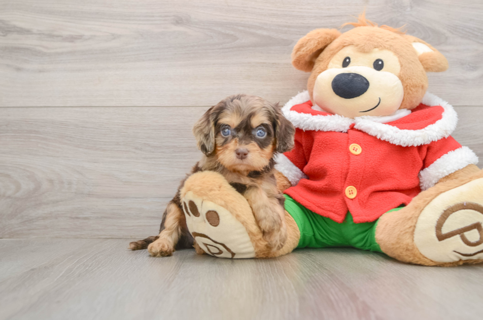 5 week old Cavapoo Puppy For Sale - Simply Southern Pups