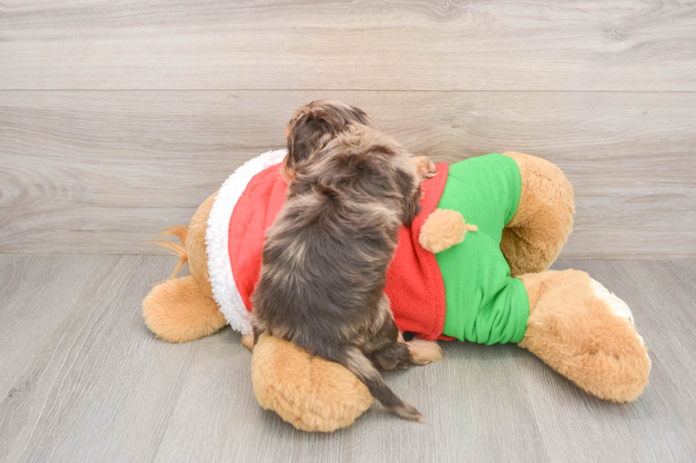 Cavapoo Puppy for Adoption